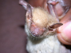 Pseudoromicia rendalli