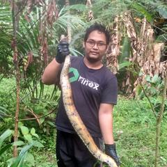 Python brongersmai