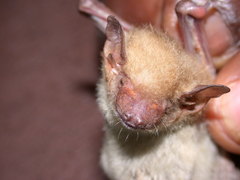 Pseudoromicia rendalli