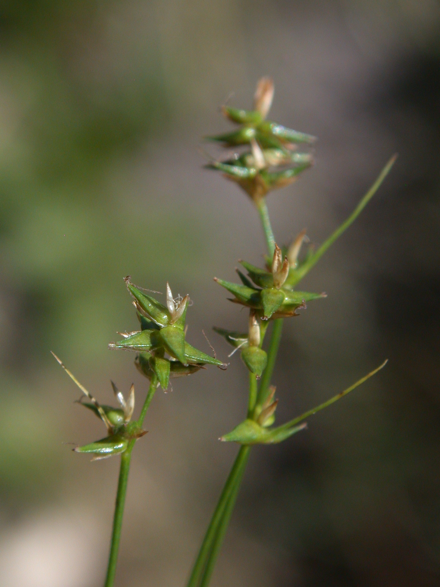 Carex texensis