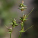 Carex texensis - Photo (c) mhough, alguns direitos reservados (CC BY-NC), uploaded by mhough