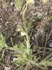 Erigeron pumilus