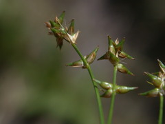 Carex texensis