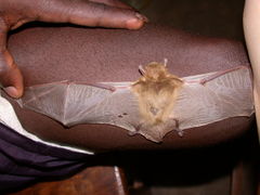 Pseudoromicia rendalli