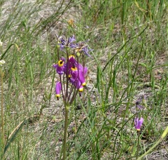 Primula poetica