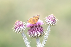 Argynnis niobe
