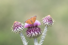 Argynnis niobe