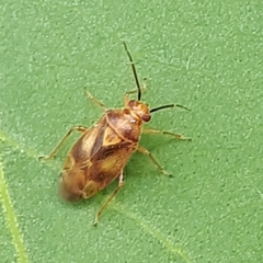 Tropidosteptes