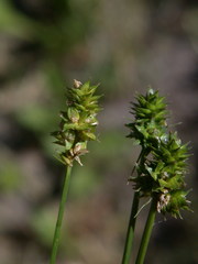Carex leavenworthii