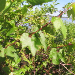 Vitis palmata