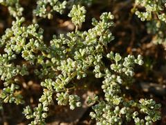 Scleranthus perennis