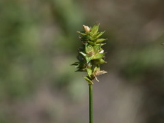 Carex leavenworthii