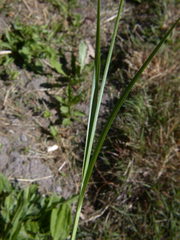 Carex leavenworthii