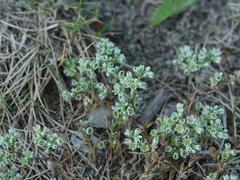 Scleranthus perennis