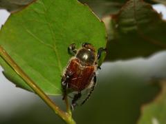 Chaetopteroplia segetum