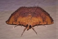 Hyalobathra micralis