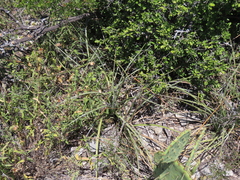 Hesperaloe parviflora