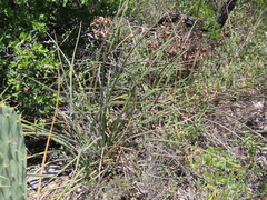 Hesperaloe parviflora