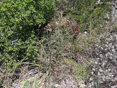 Hesperaloe parviflora