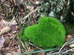 Dicranodontium denudatum