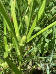 Carex frankii