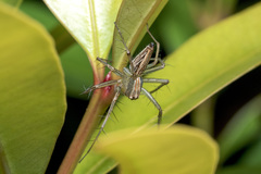 Oxyopes javanus