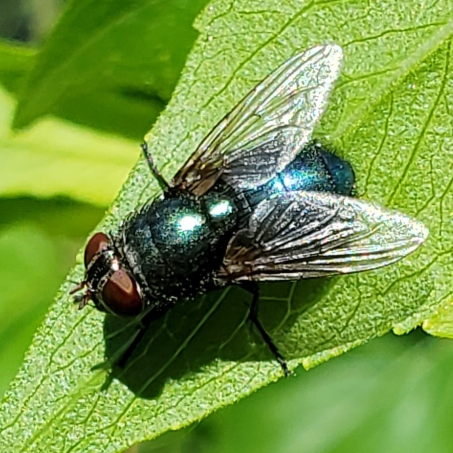 Phormia