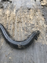 Siren lacertina