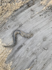 Siren lacertina