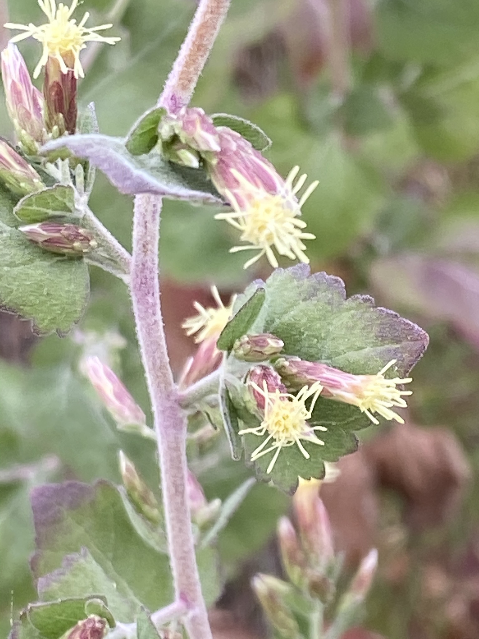 Brickellia californica