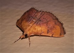 Hyalobathra micralis