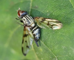 Otitini