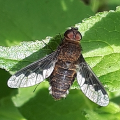 Hemipenthes catulina