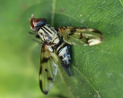 Otitini