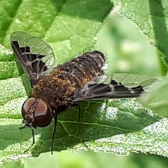 Hemipenthes catulina