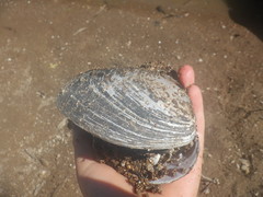 Pyganodon grandis