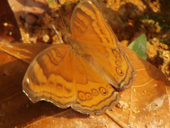 Junonia hedonia ida