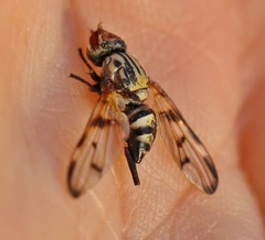 Otitini