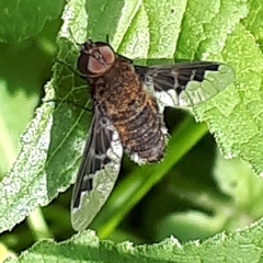 Hemipenthes catulina