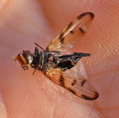 Otitini