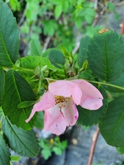 Rosa dumalis