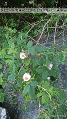 Rosa dumalis