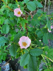 Rosa dumalis