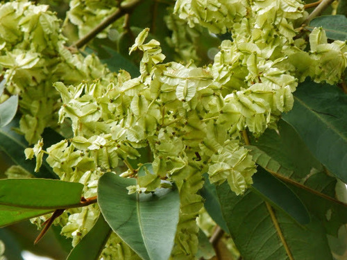 Terminalia brassii observed 2014-04-17