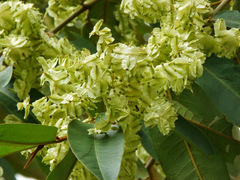 Terminalia brassii