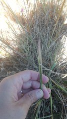 Elymus multisetus