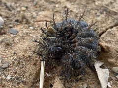 Hemileuca maia