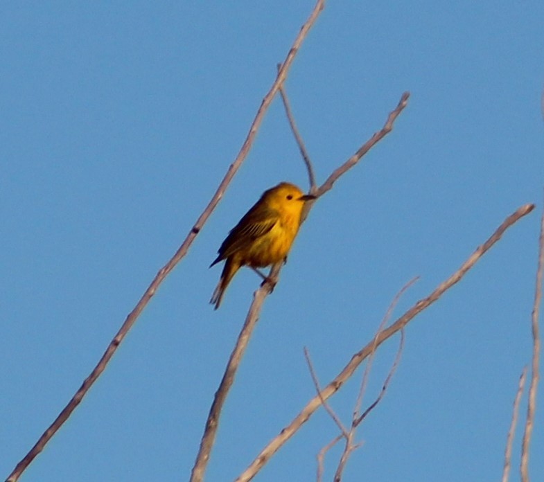Brewster's Yellow Warbler