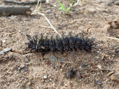 Hemileuca maia