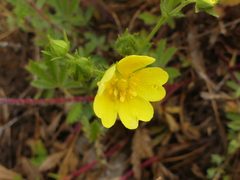 Potentilla pedata